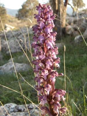 Dactylorhiza elata